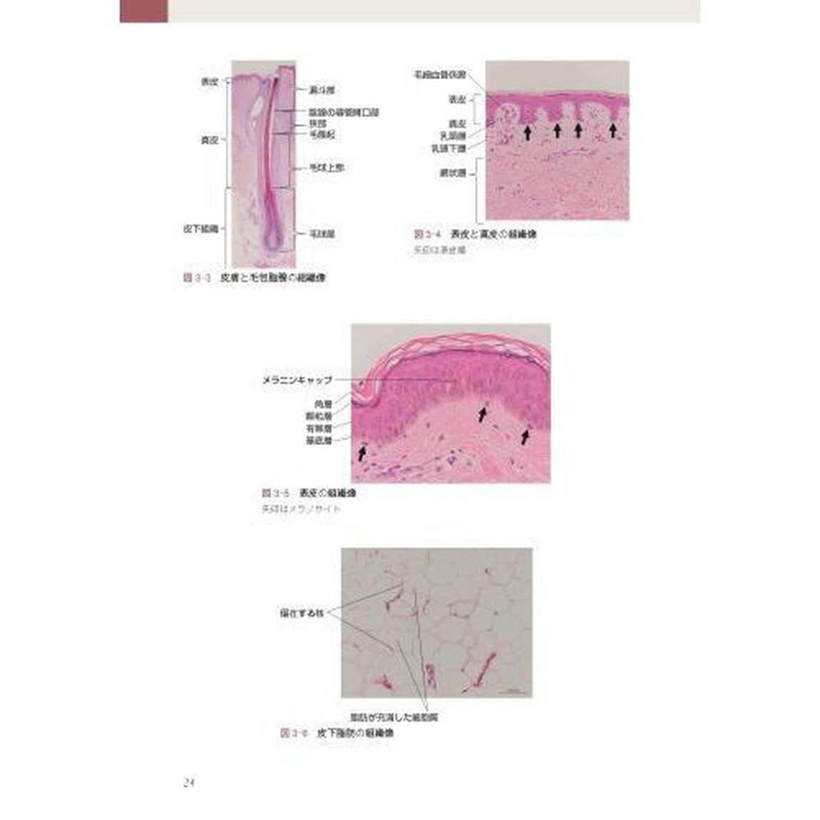 あたらしい美容皮膚科学
