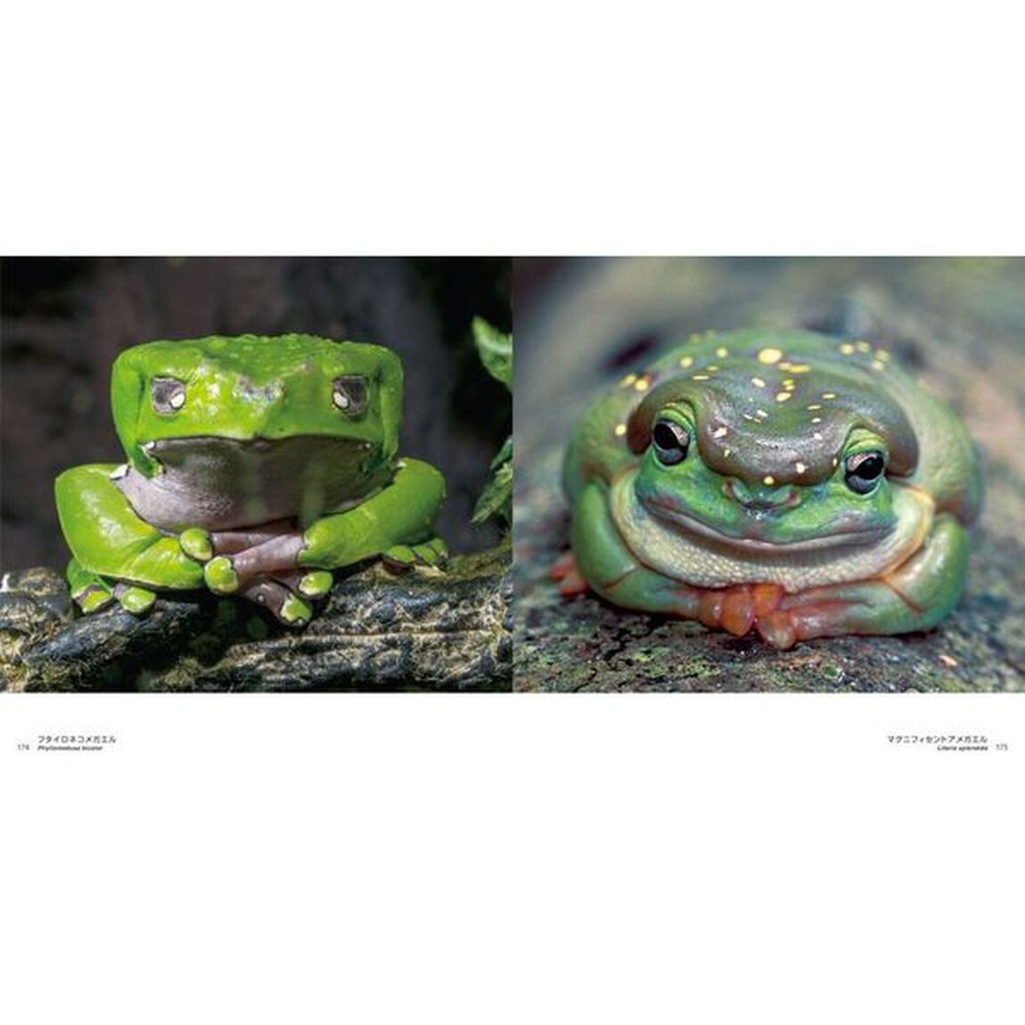 世界のキレイでかわいいカエル
