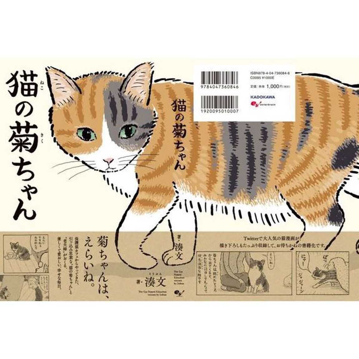 猫の菊ちゃん