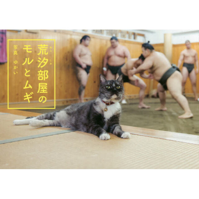 荒汐部屋のモルとムギ