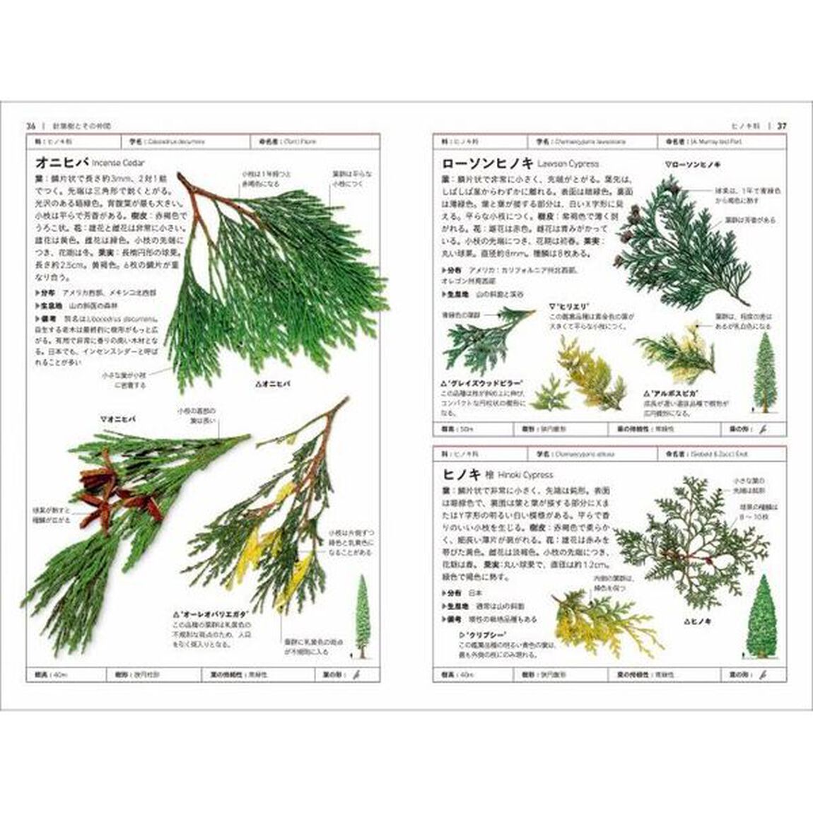 樹木図鑑