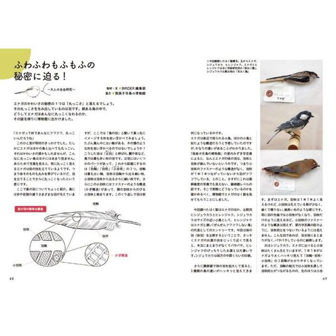 とことんエナガ、シマエナガ