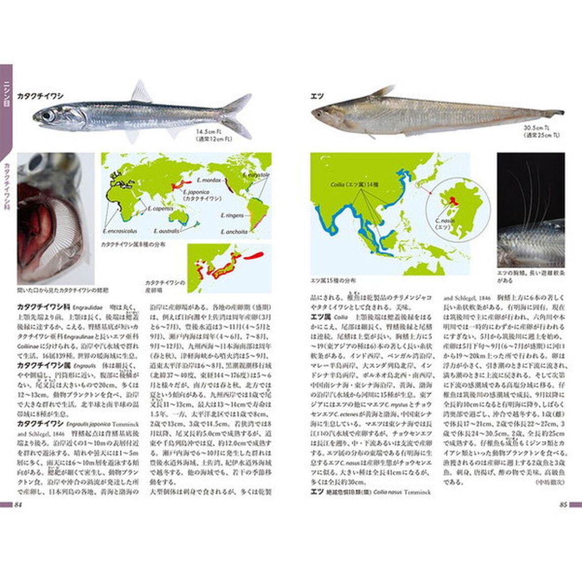 日本魚類館　精緻な写真と詳しい解説