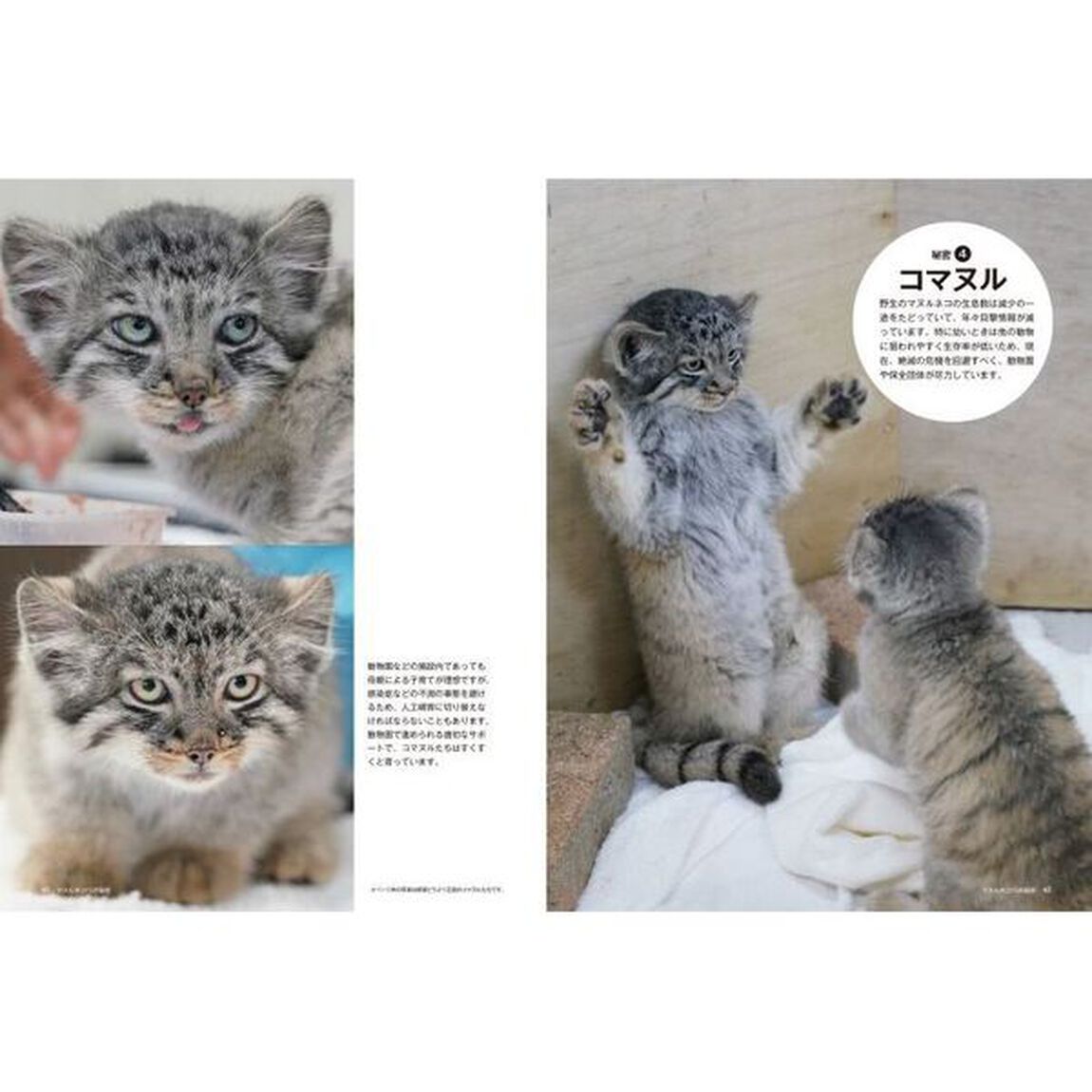 マヌルネコ１５の秘密