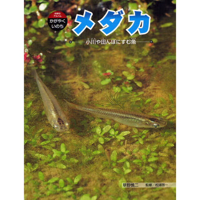 メダカ　小川や田んぼにすむ魚