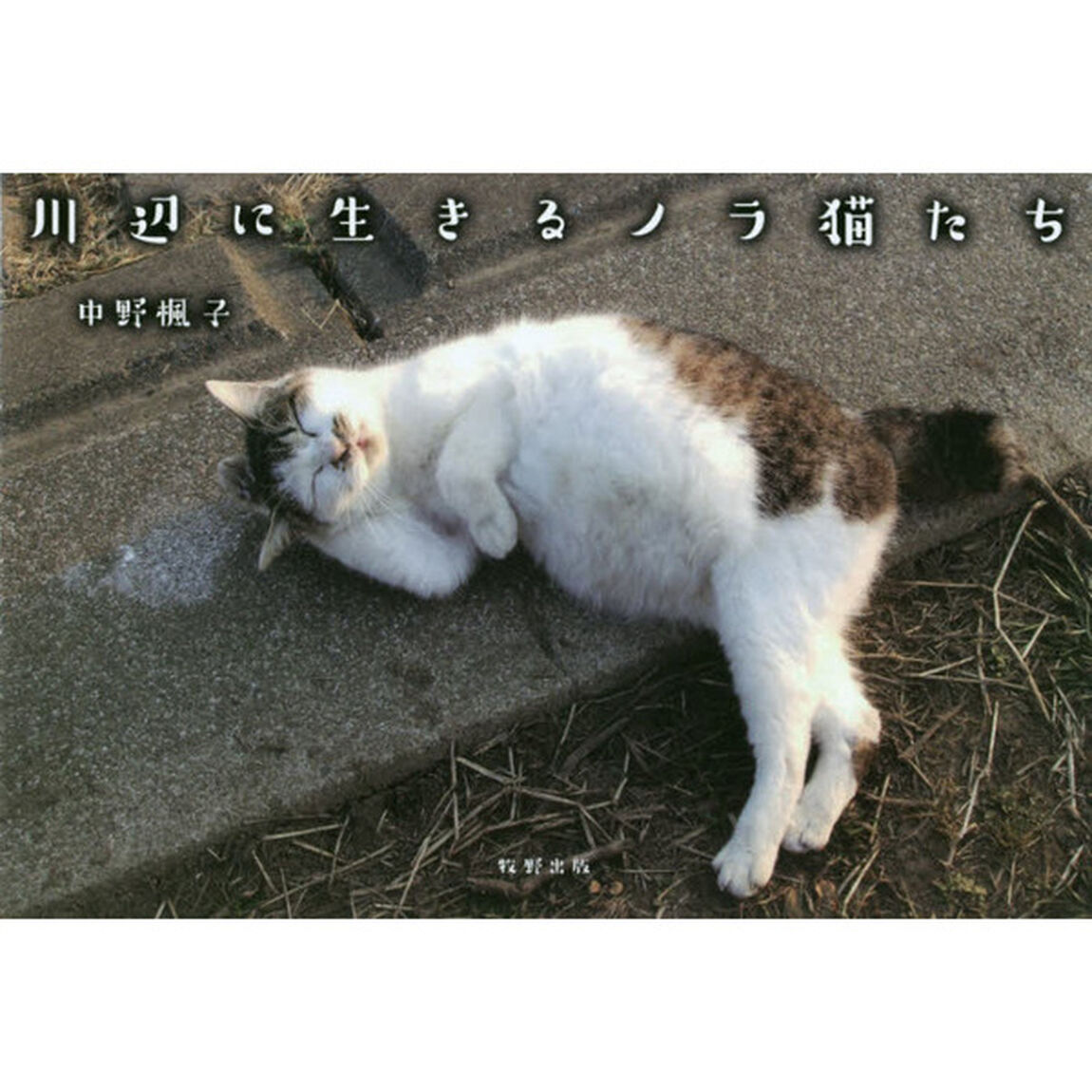 川辺に生きるノラ猫たち