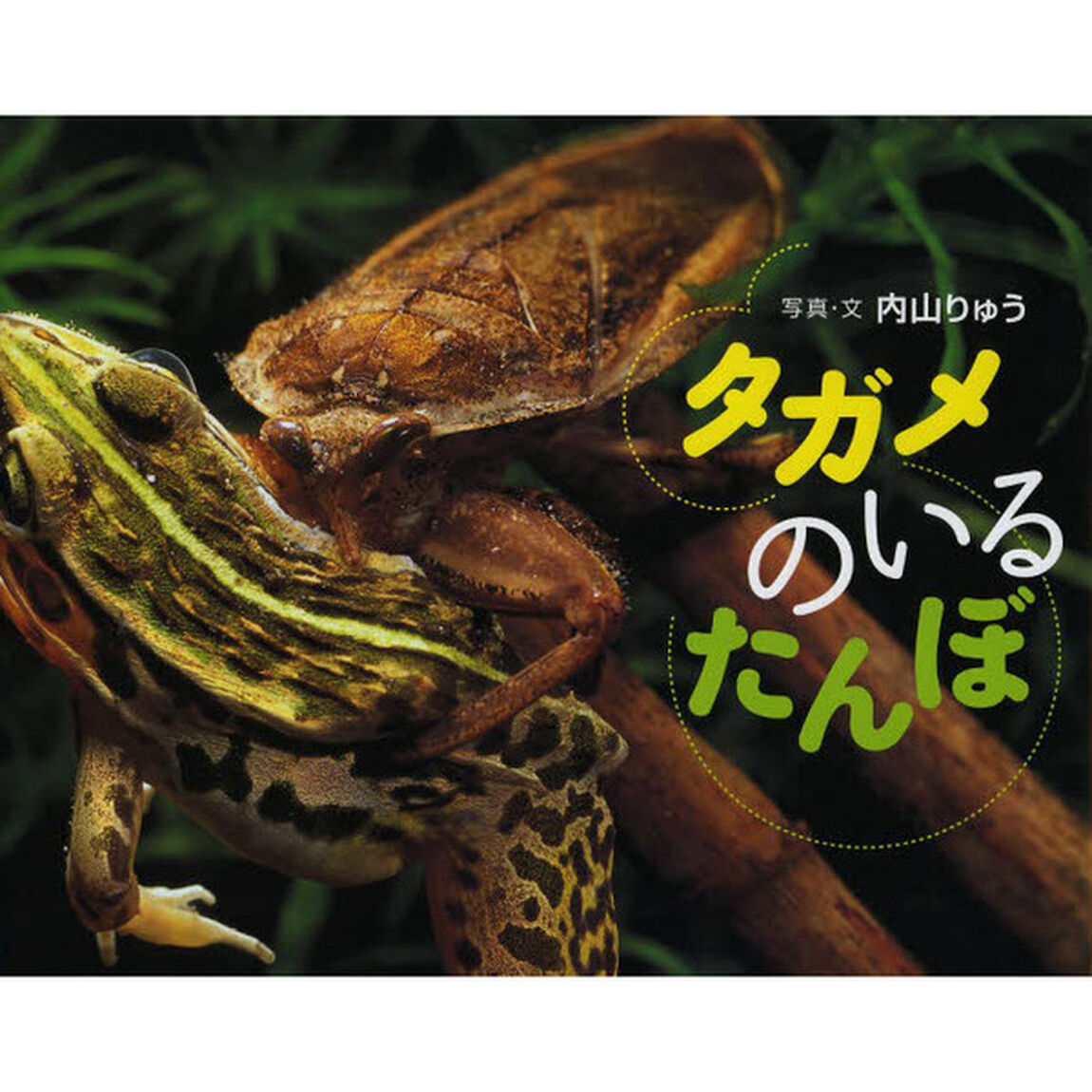 タガメのいるたんぼ