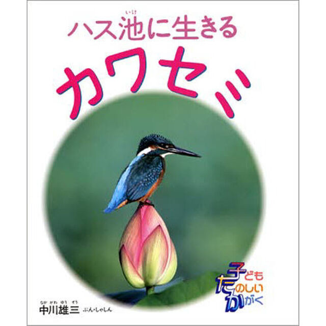 ハス池で生きるカワセミ