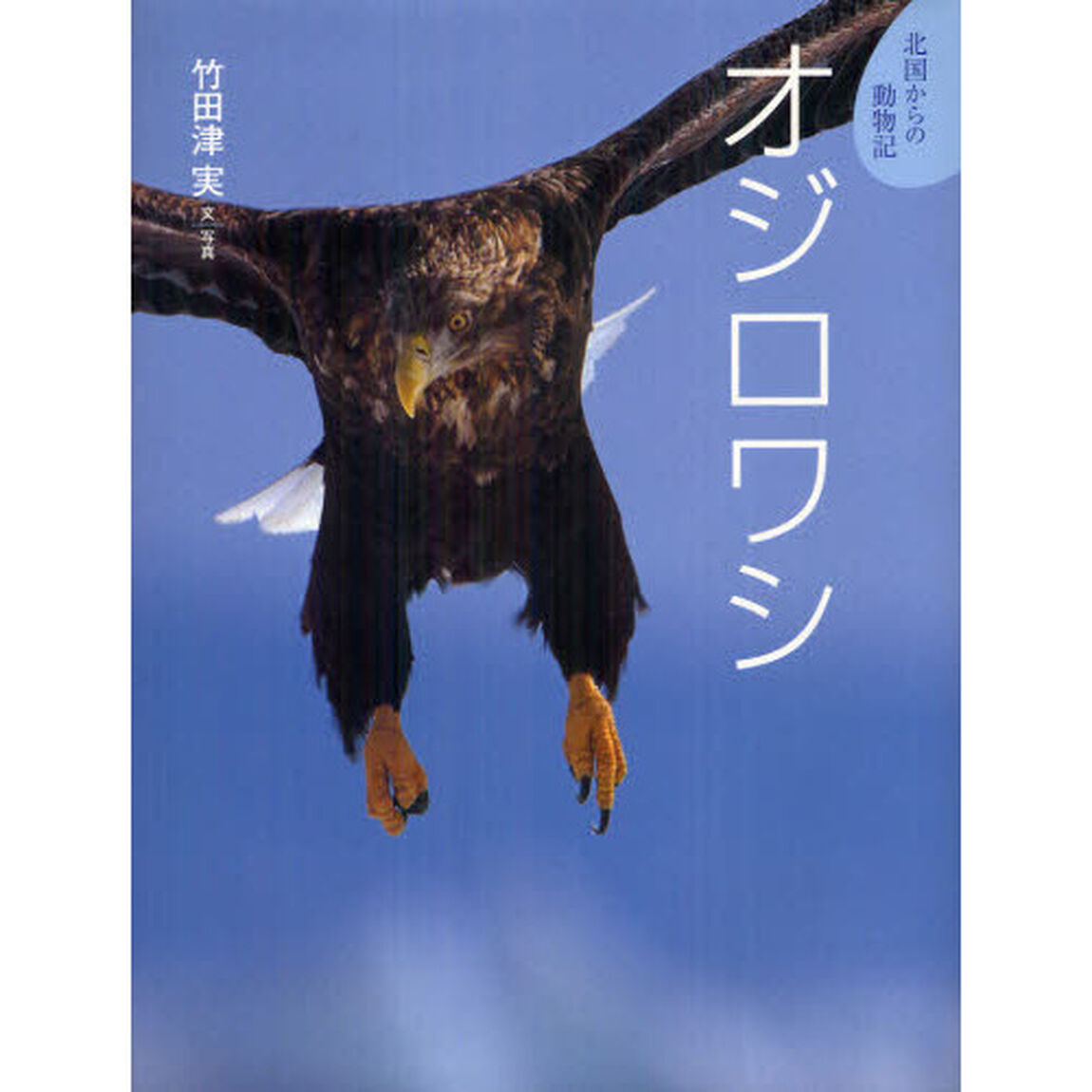 オジロワシ