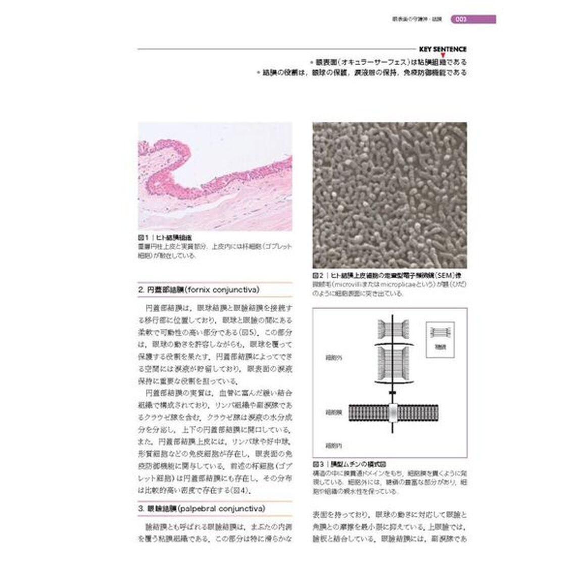 新篇眼科プラクティス　１６「結膜のミカタ」
