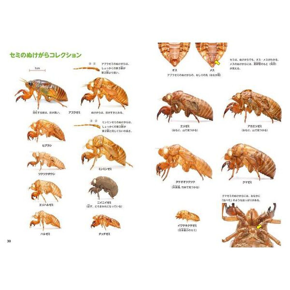 ようこそ！虫のぬけがら博覧会