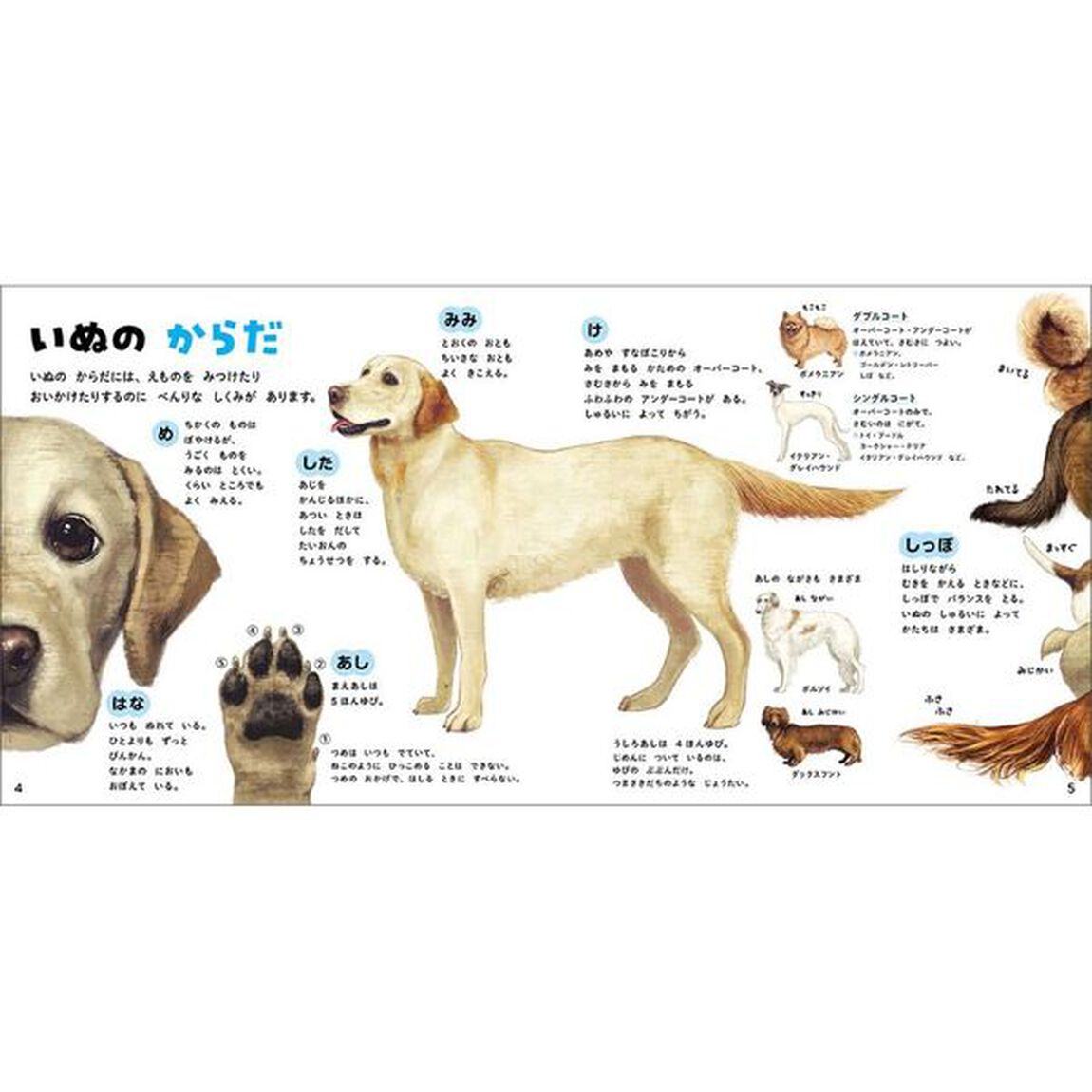 いぬのずかん　家いぬと野生いぬ