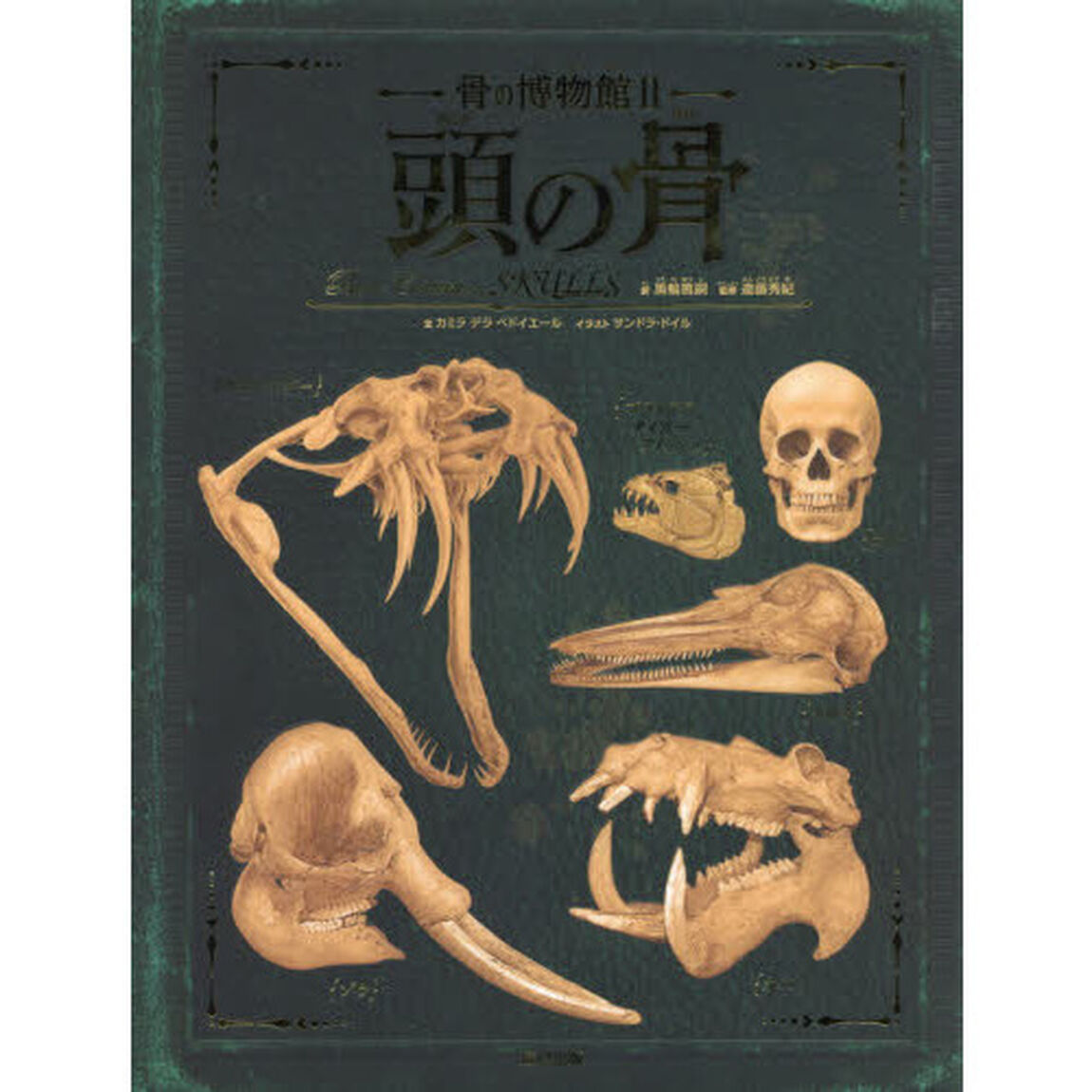 骨の博物館　２「頭の骨」