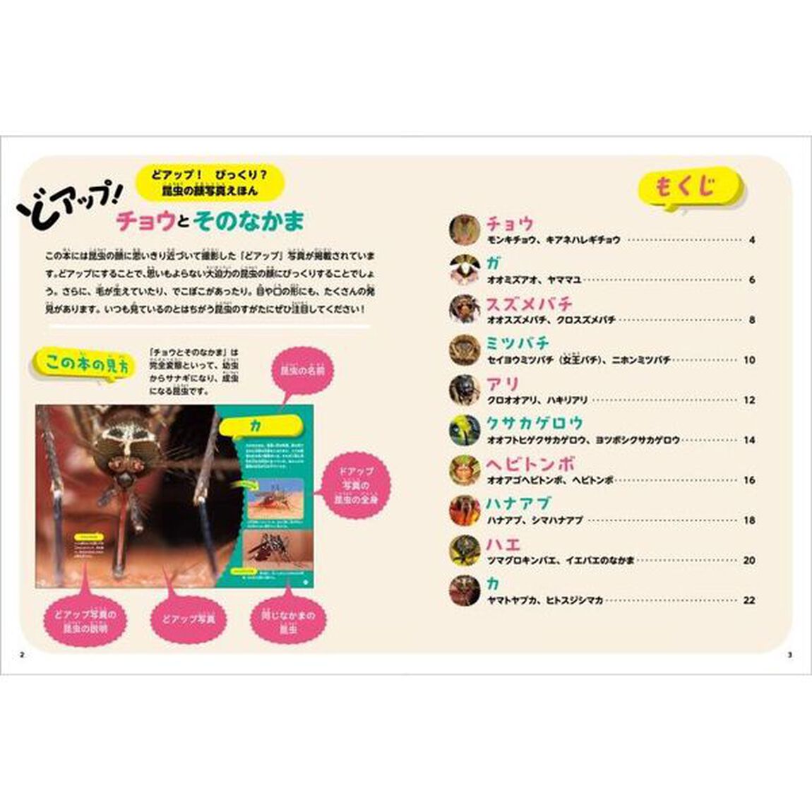 どアップ！びっくり？昆虫の顔写真えほん　〔２〕「どアップ！チョウとそのなかま」