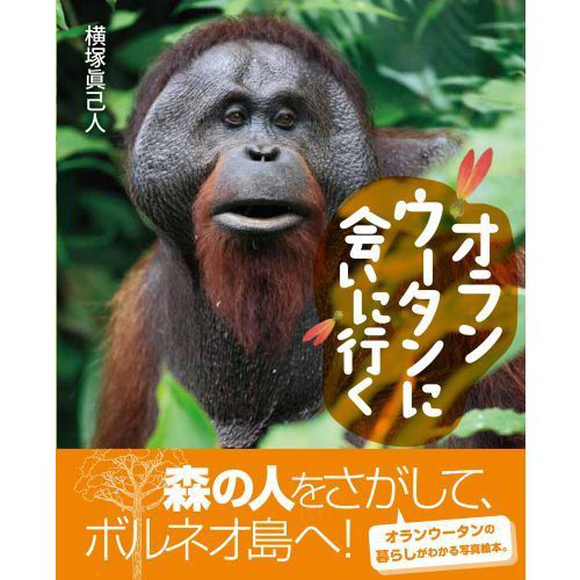 オランウータンに会いに行く