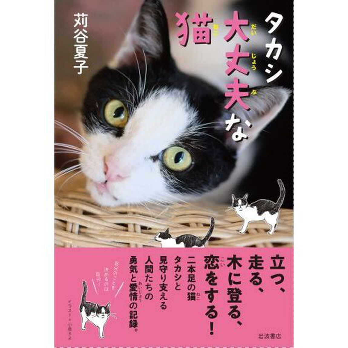 タカシ大丈夫な猫
