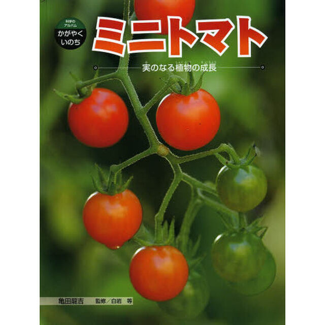 ミニトマト　実のなる植物の成長