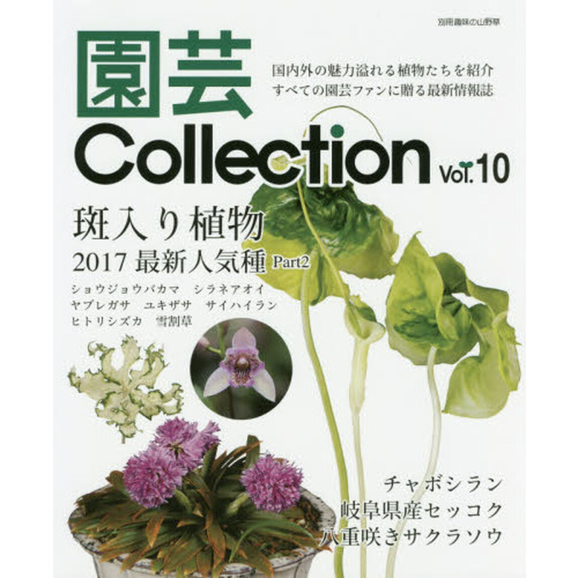 園芸Ｃｏｌｌｅｃｔｉｏｎ　Ｖｏｌ．１０「斑入り植物最新人気種　２　チャボシラン　八重咲きサクラソウ」