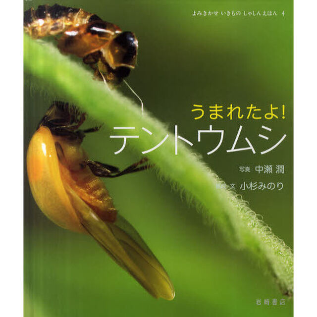 うまれたよ！テントウムシ