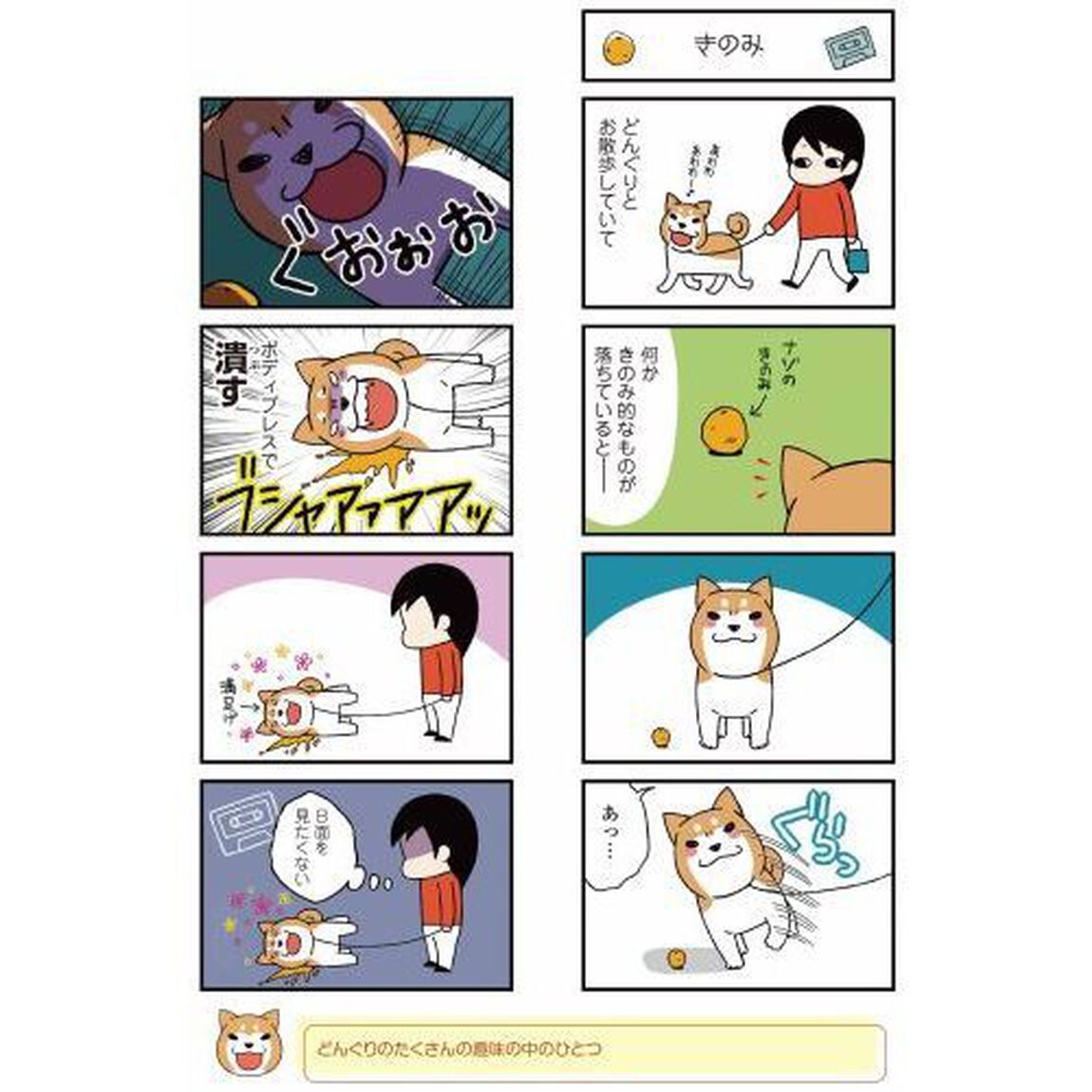 ドヤ顔柴犬どんぐり