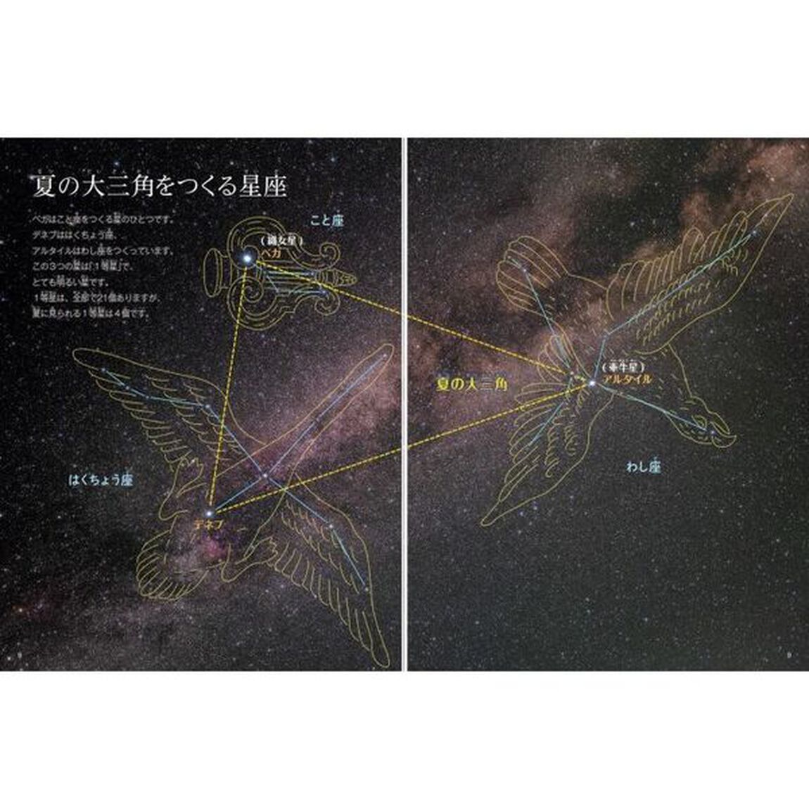 夏の星と星座　夏の星と星座の動きがわかる