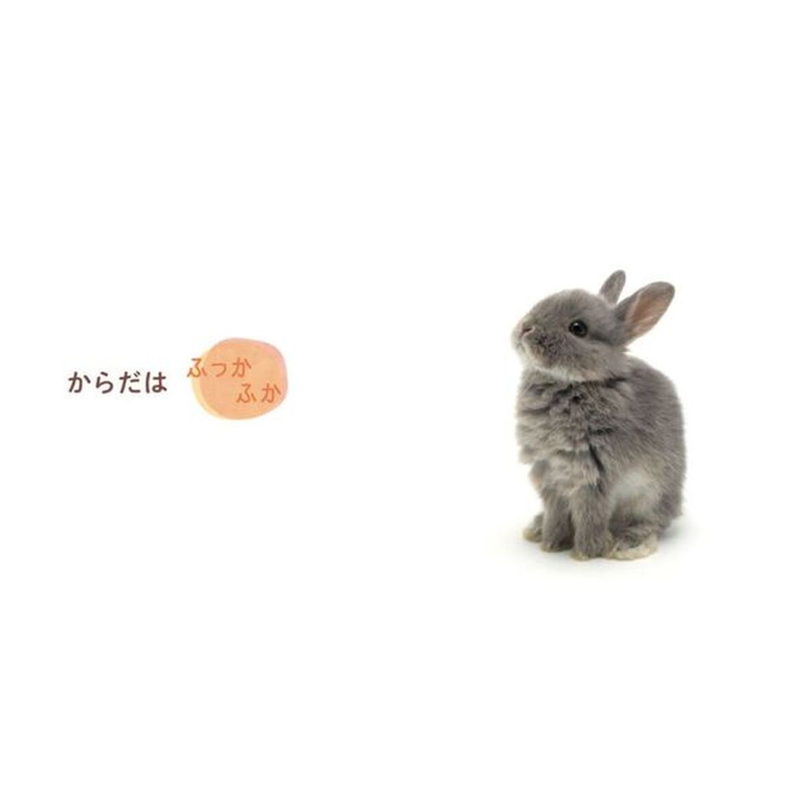 うさぎぴこん！