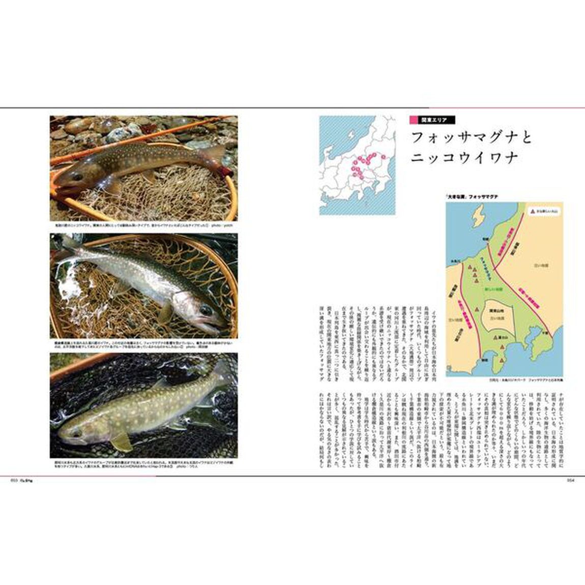 岩魚曼荼羅　神秘のイワナ図鑑　渓流で出会える多様な魚たち