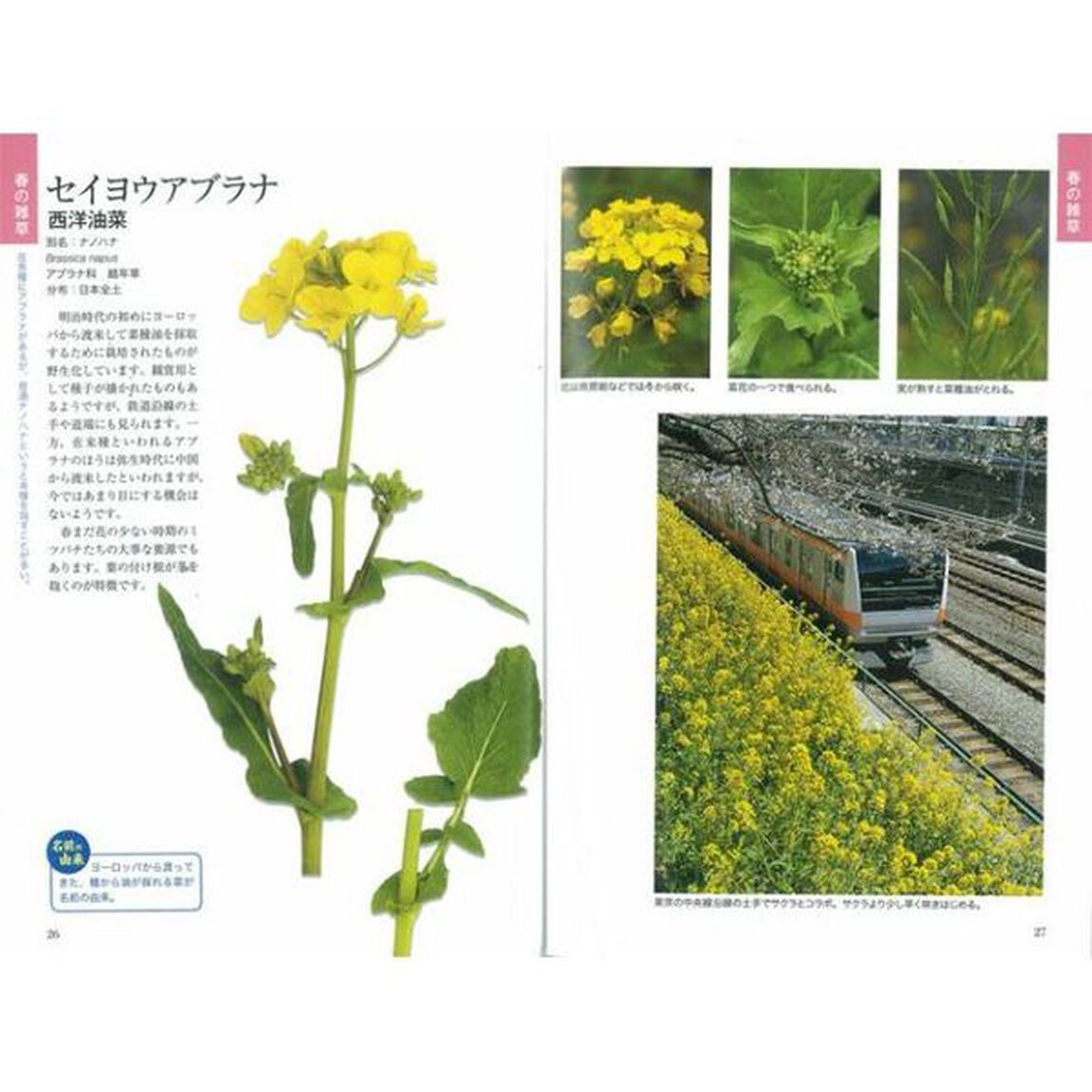 雑草の呼び名事典 散歩編 (写真でわかる)
