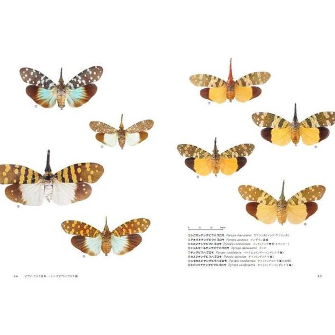 神秘の昆虫ビワハゴロモ図鑑