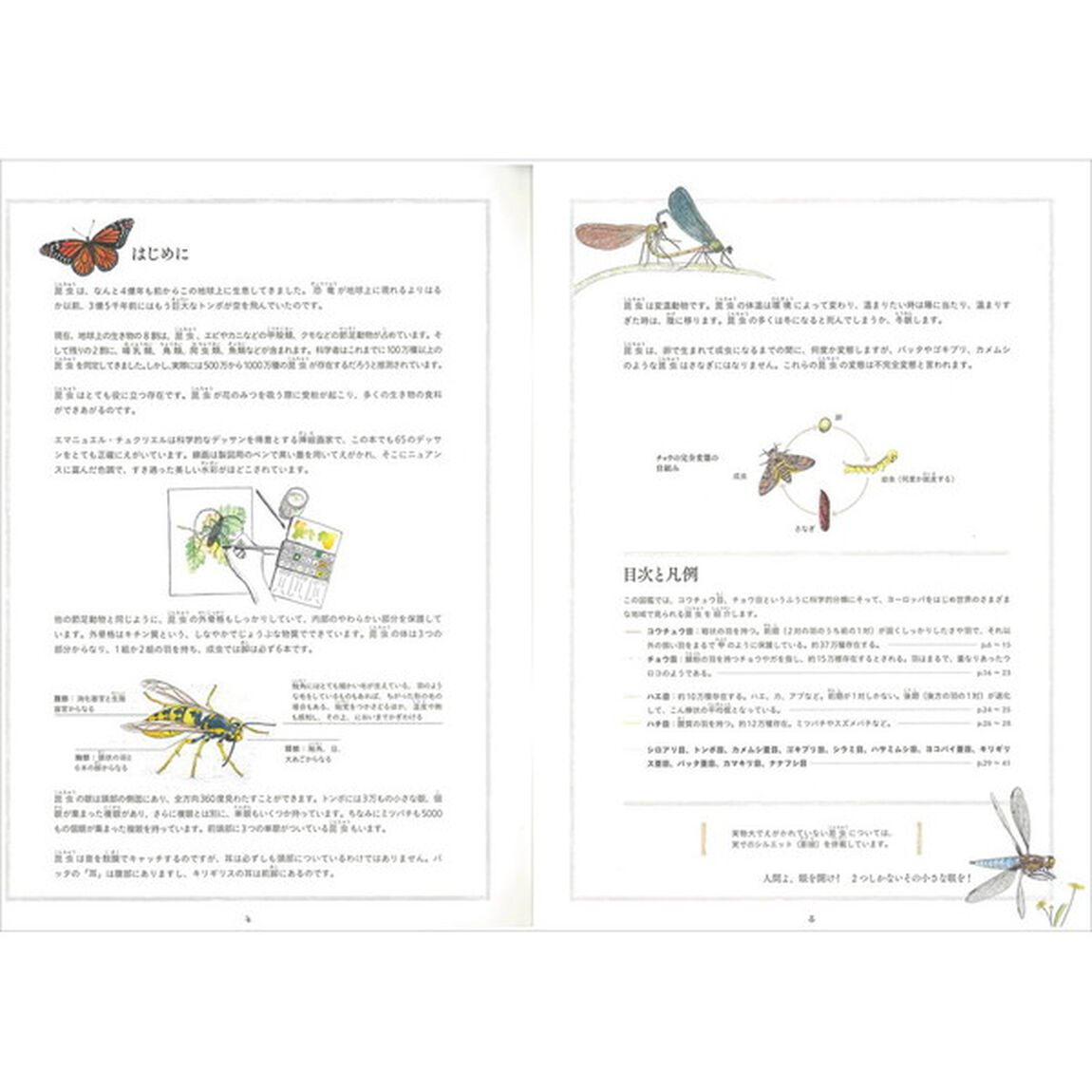 観察が楽しくなる美しいイラスト自然図鑑　昆虫編