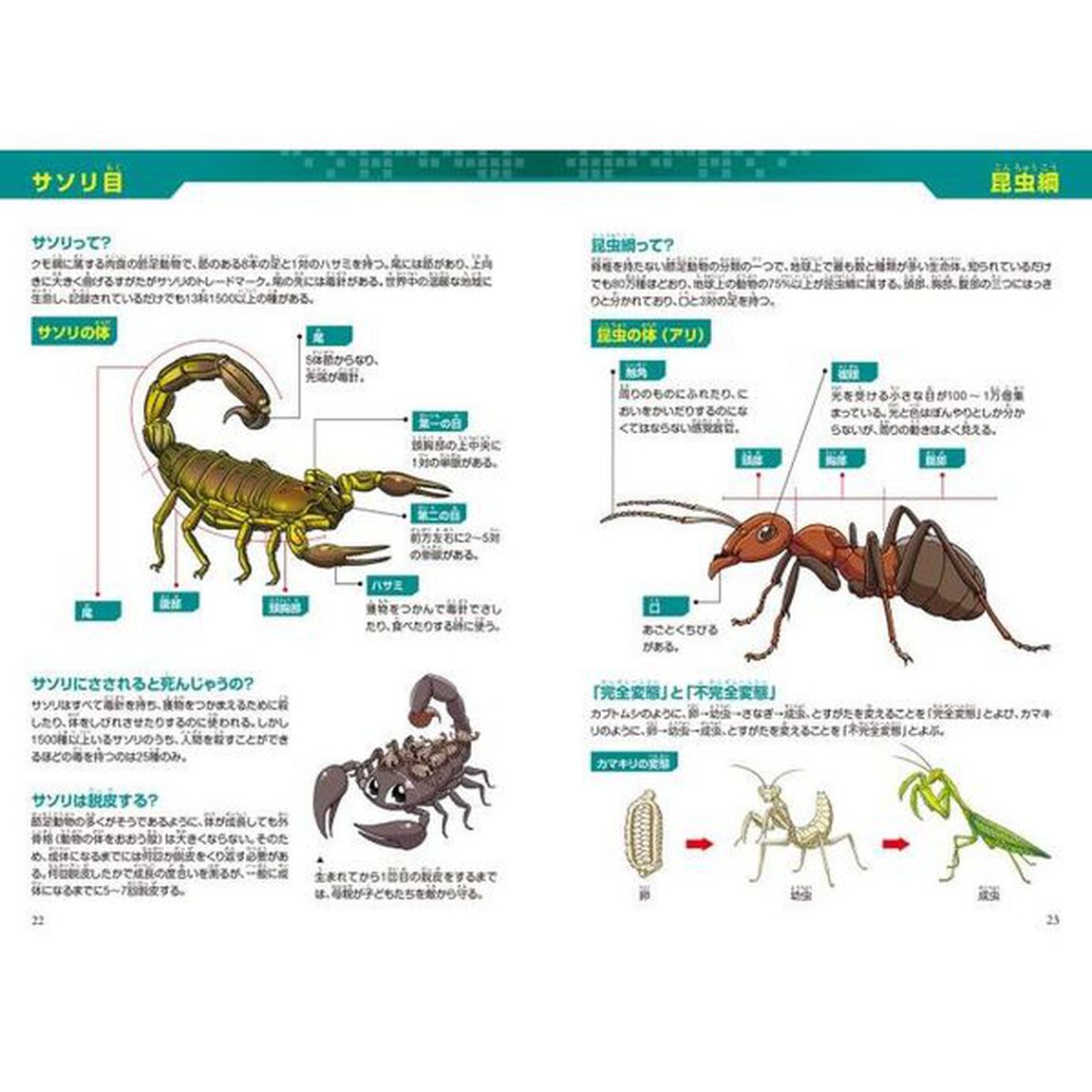 どっちが強い！？カマキリＶＳ（たい）サソリ　最強の暗殺者はだれだ！？