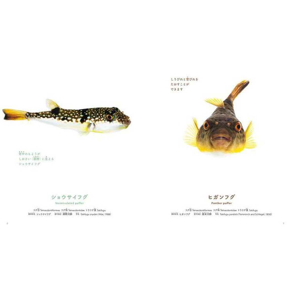 ゆかいな魚たち　フグ　ハリセンボン　カワハギ　アイゴ　ハオコゼ　ゴンズイ