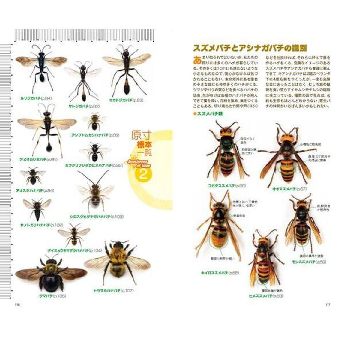 ハチハンドブック「増補改訂版」