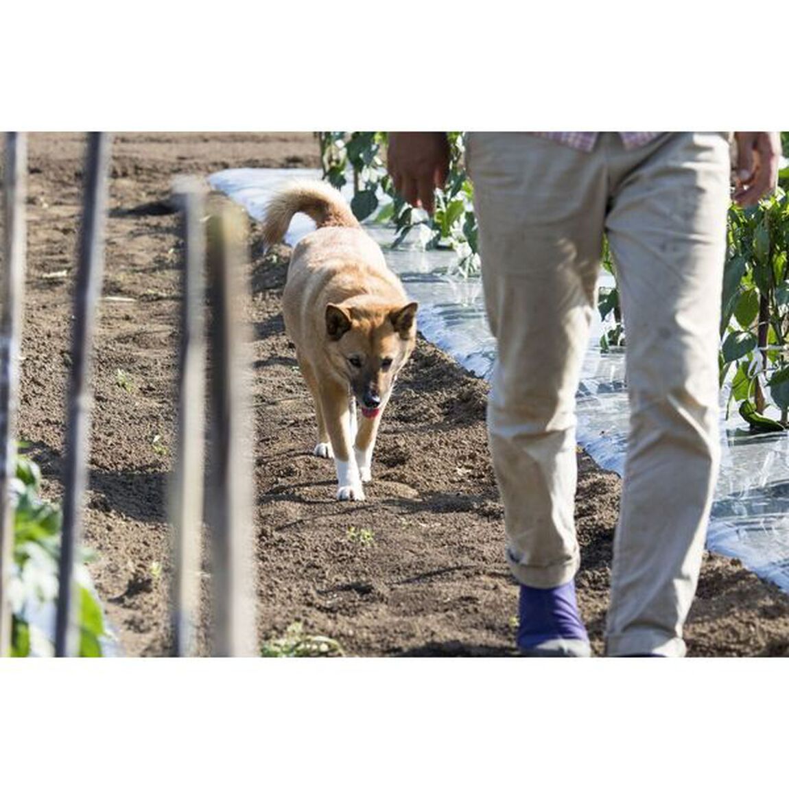 海辺の犬。 トシさんとララの物語