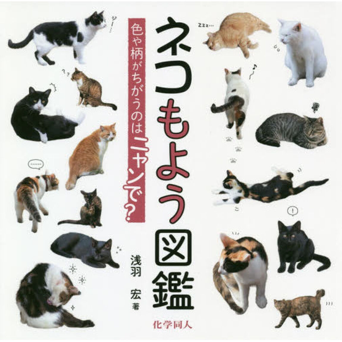 ネコもよう図鑑: 色や柄がちがうのはニャンで?