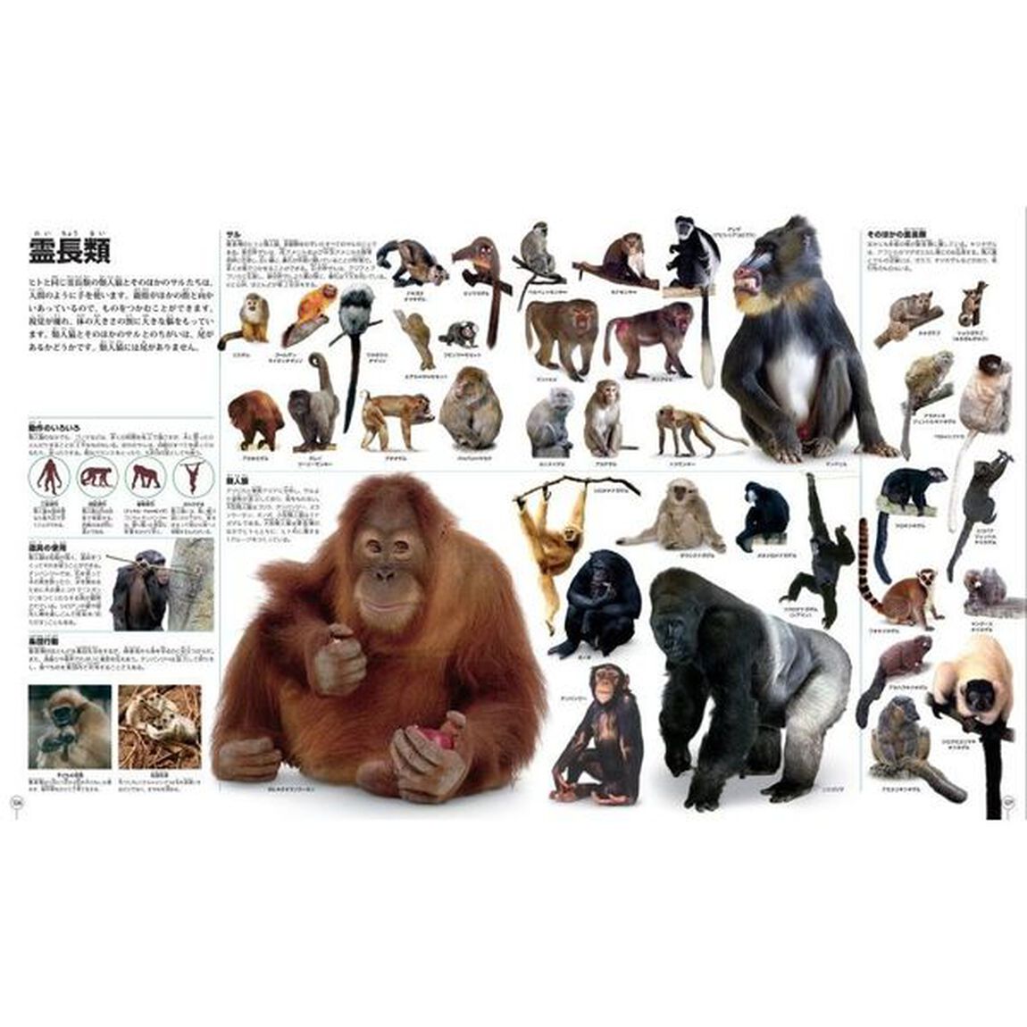 ピクチャーペディア　なんでもいっぱい大図鑑「増補改訂版」