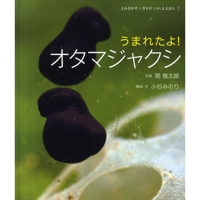 うまれたよ！オタマジャクシ
