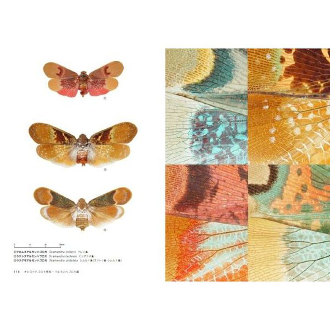 神秘の昆虫ビワハゴロモ図鑑
