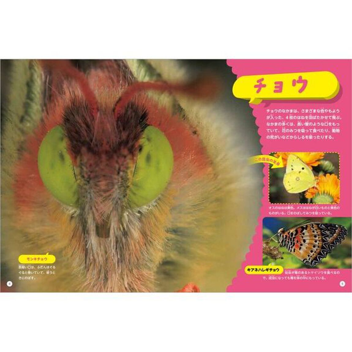 どアップ！びっくり？昆虫の顔写真えほん　〔２〕「どアップ！チョウとそのなかま」