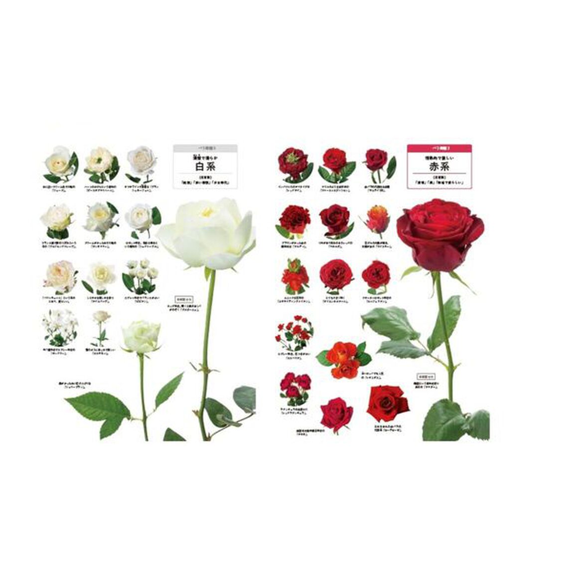 四季の花図鑑　バラの魅力大特集