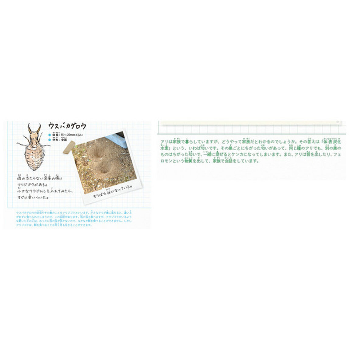 丸山宗利・じゅえき太郎のマル秘昆虫手帳
