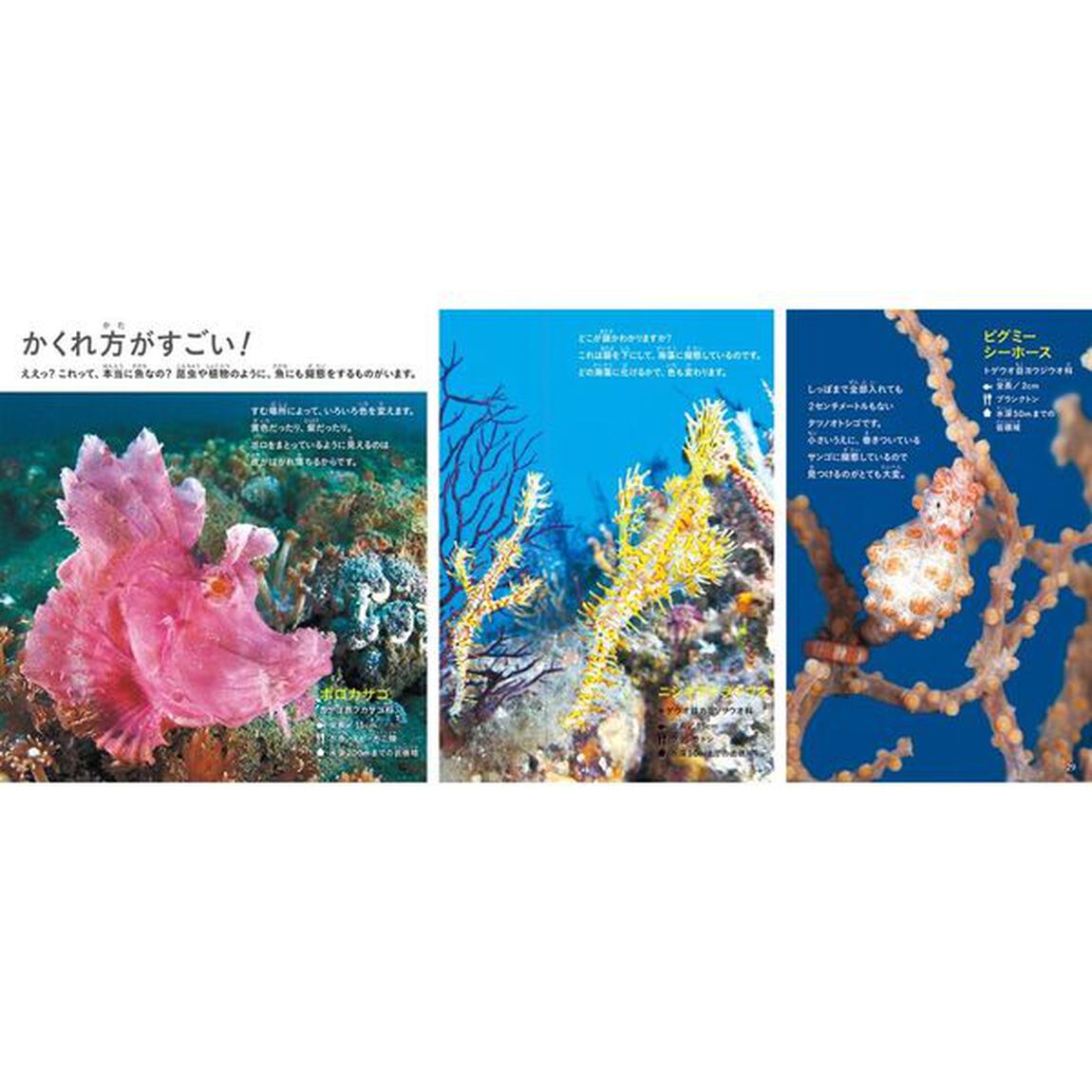 きれいですごい魚