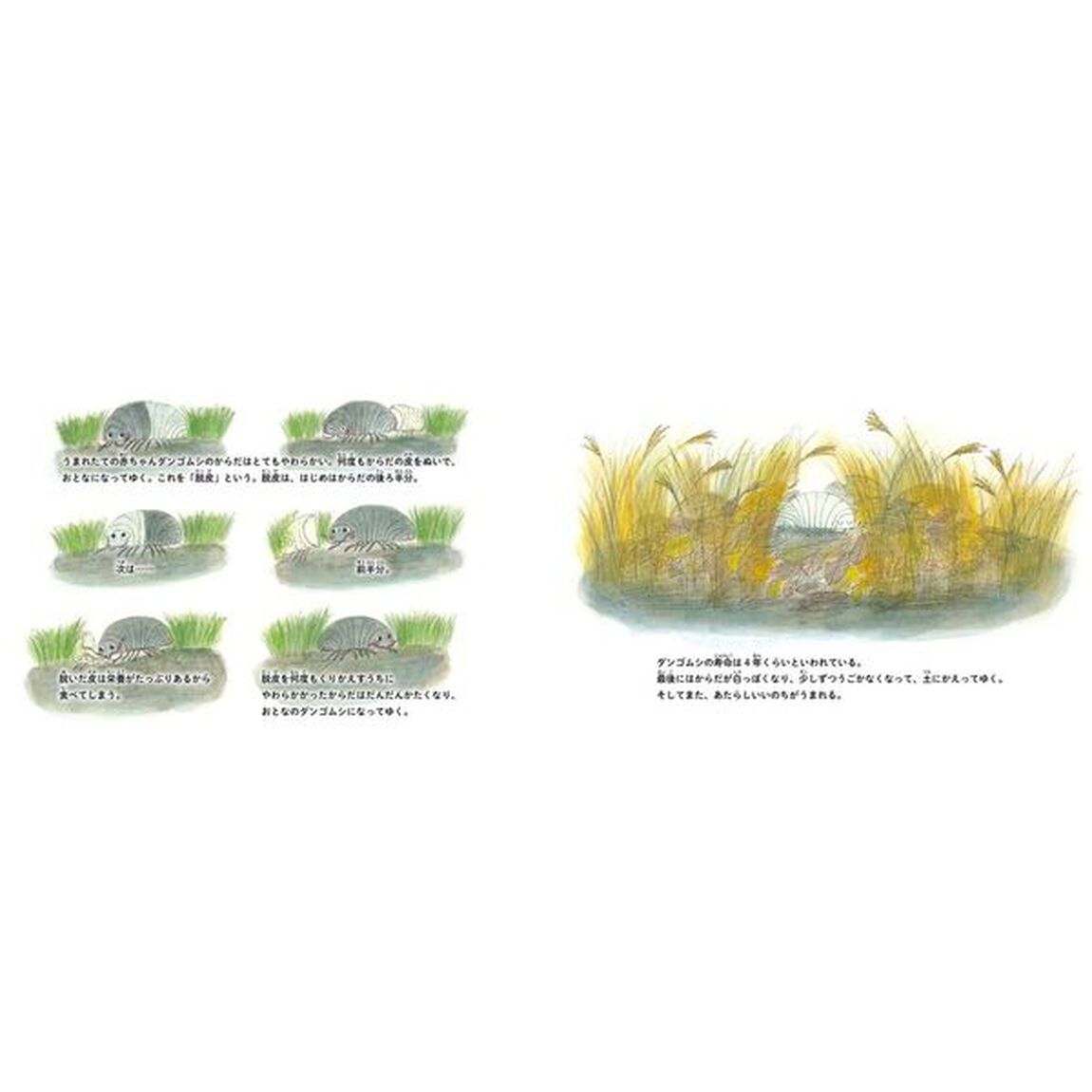 ダンゴムシのいる庭