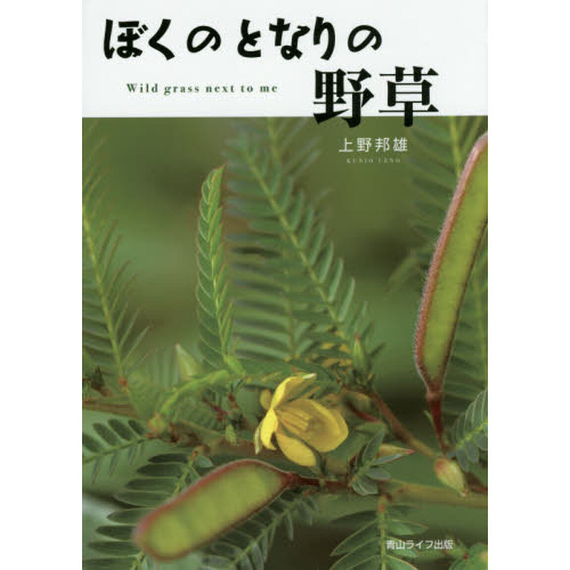 ぼくのとなりの野草