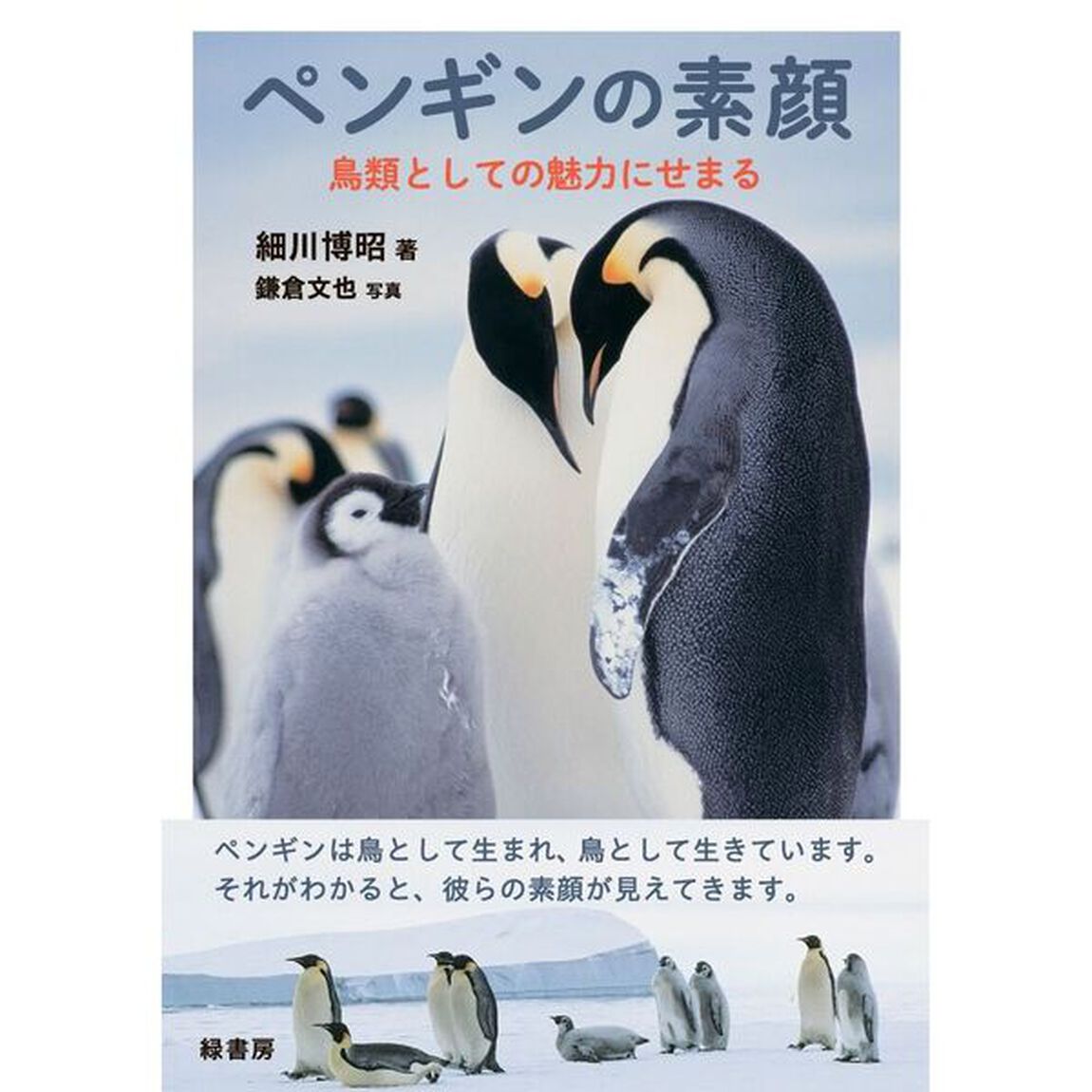 ペンギンの素顔　鳥類としての魅力にせまる