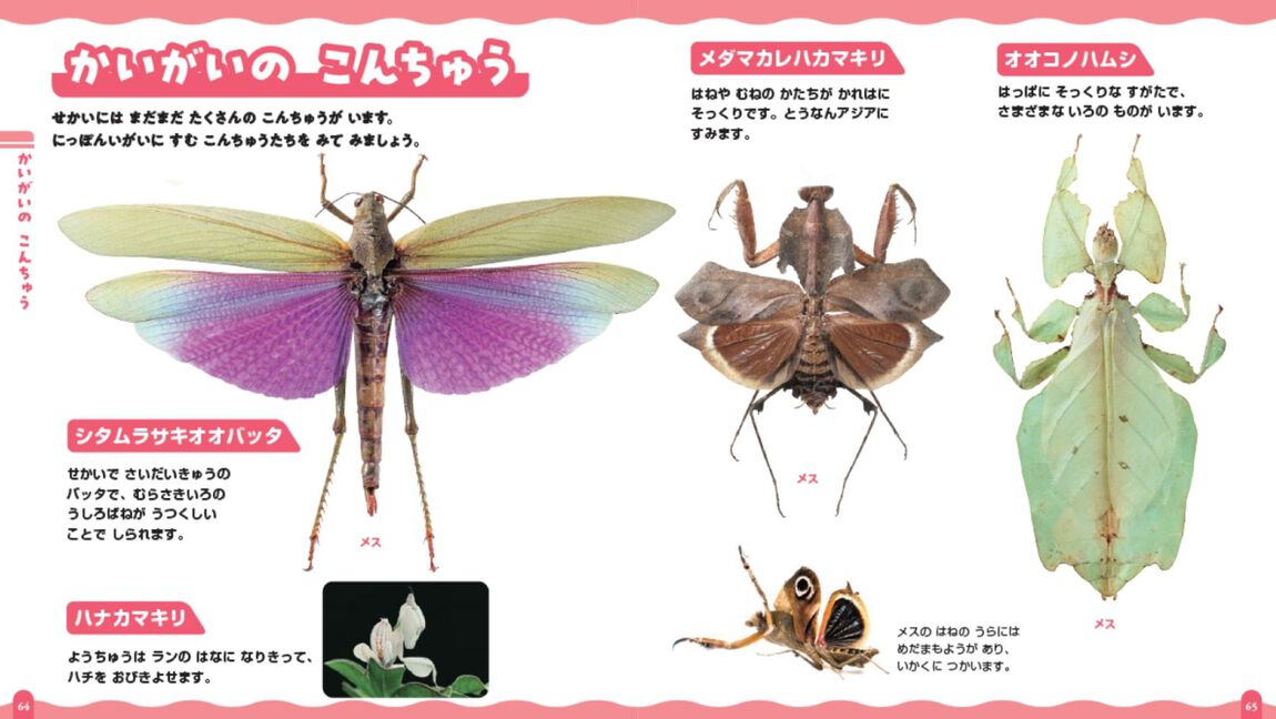 はじめてのこんちゅう