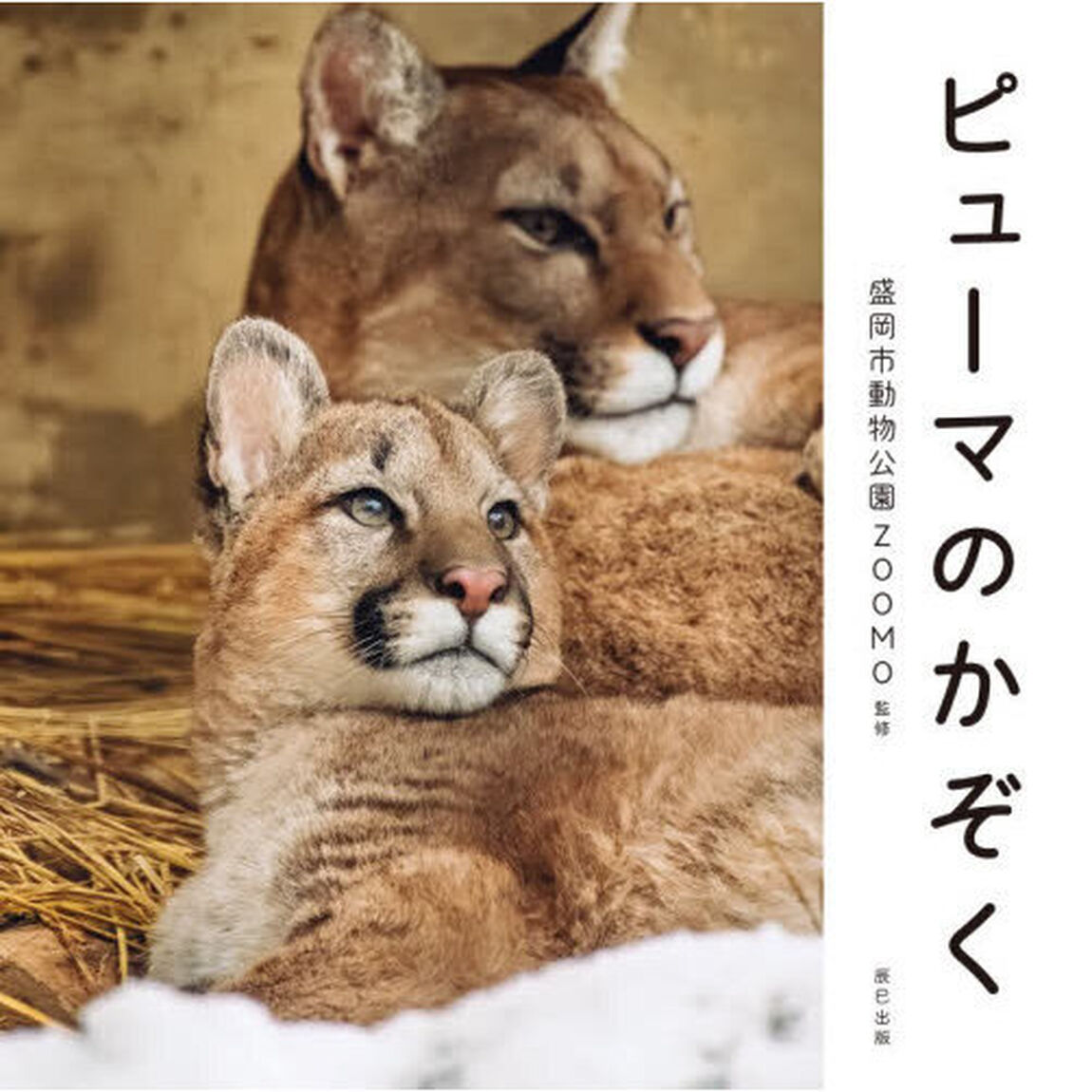 ピューマのかぞく