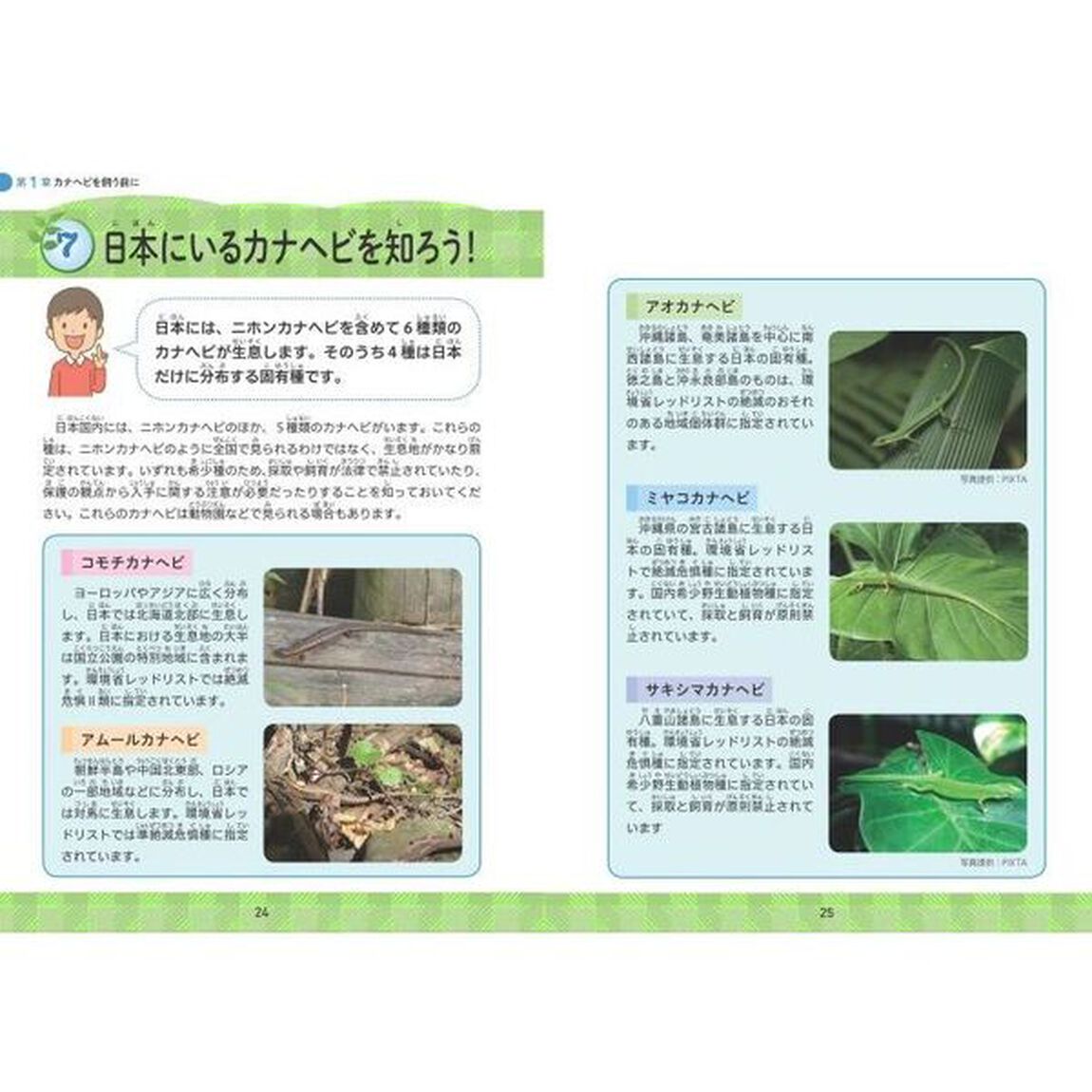 小学生でも安心！はじめてのカナヘビ正しい飼い方・育て方