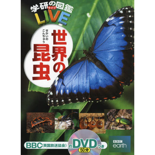 世界の昆虫