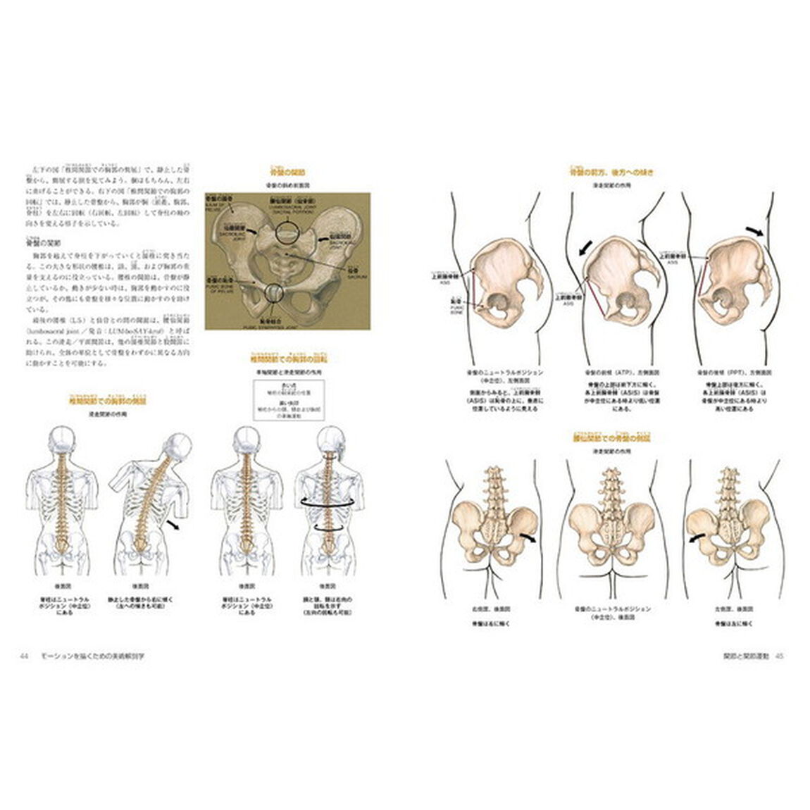 モーションを描くための美術解剖学　関節、筋肉の繊細な動きを理解し、デッサン・漫画・アニメーション・彫刻、生体観察に活かす